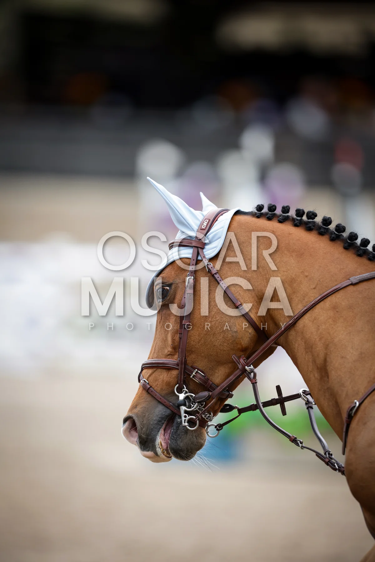 Foto de TESSA REYNOSO