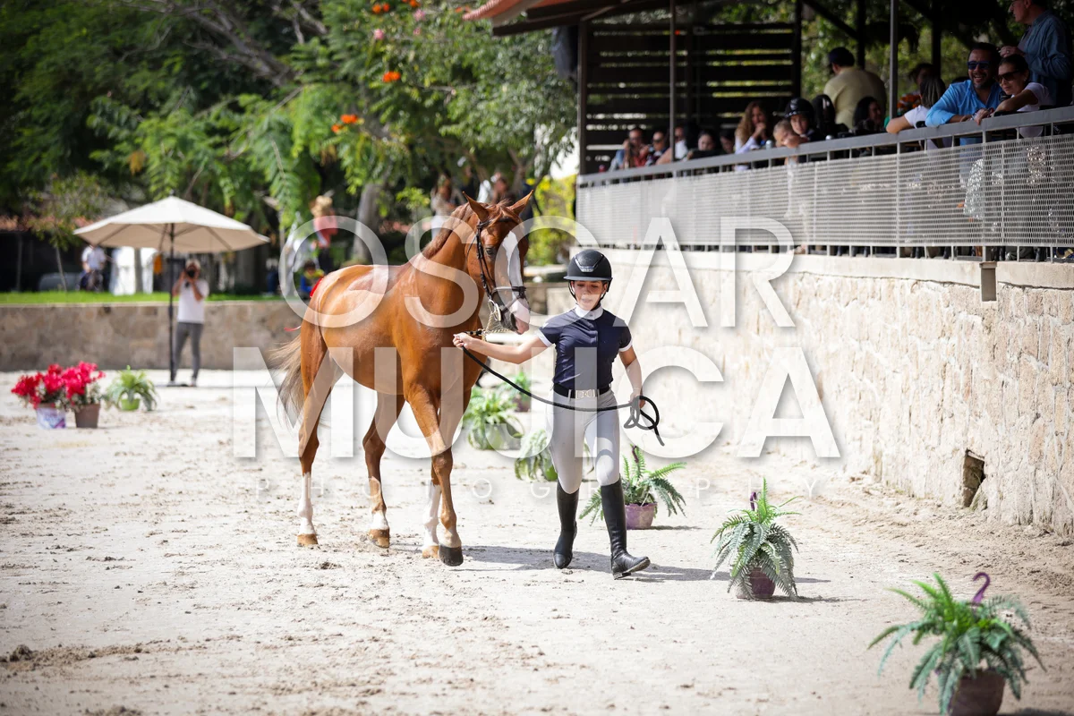 Foto de VET CHECK FEI