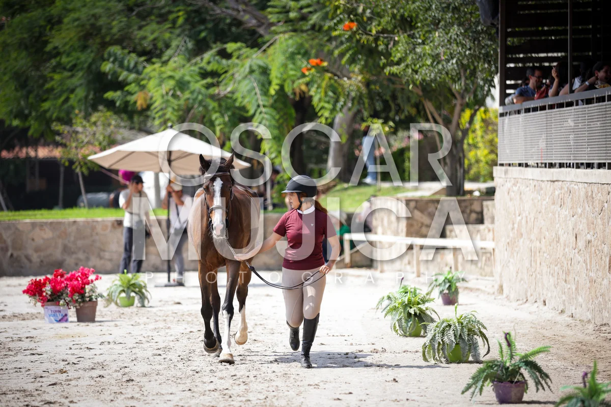 Foto de VET CHECK FEI