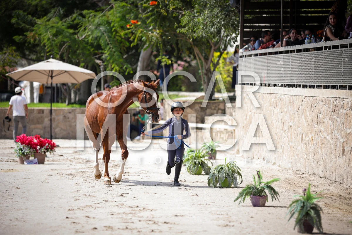 Foto de VET CHECK FEI