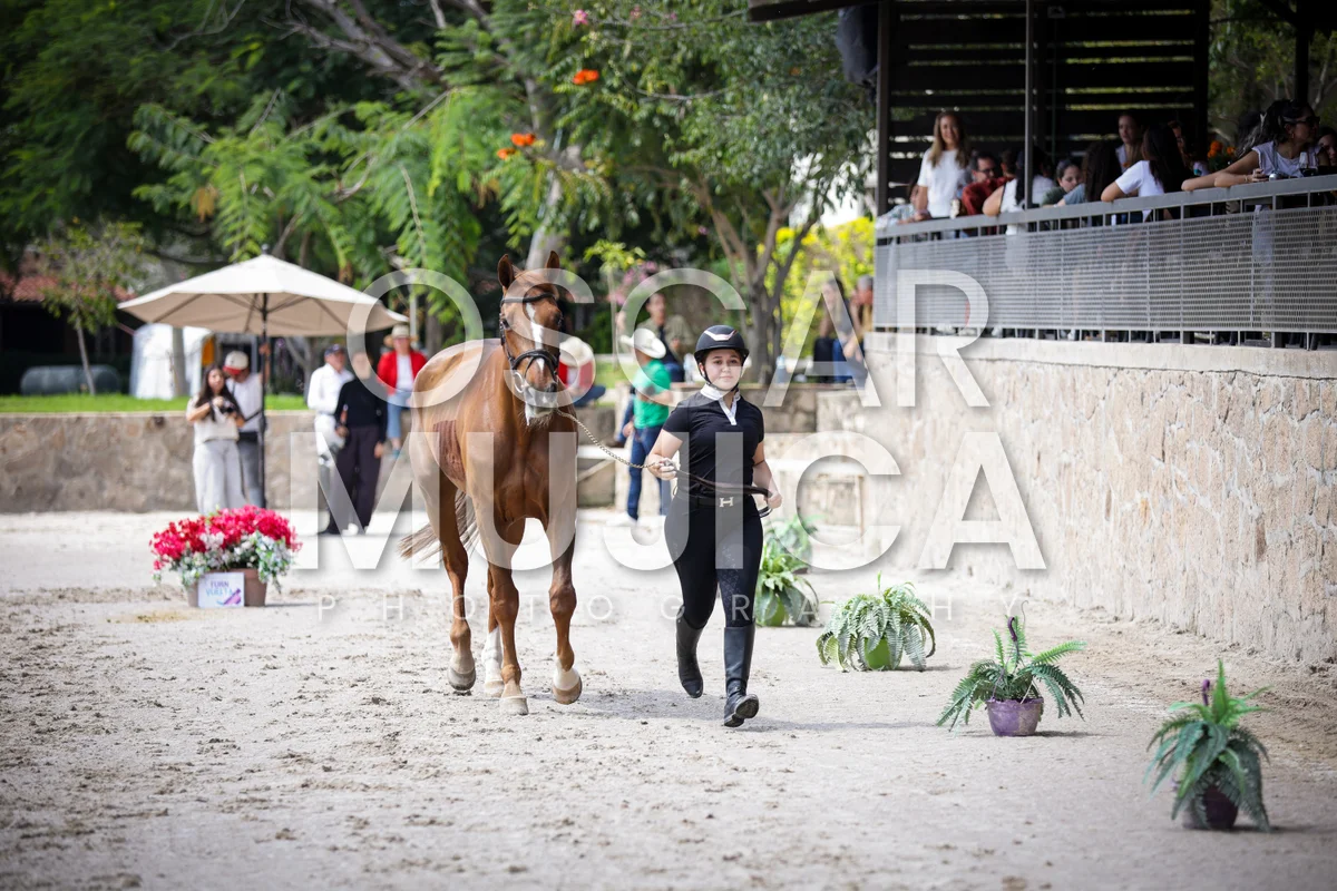 Foto de VET CHECK FEI