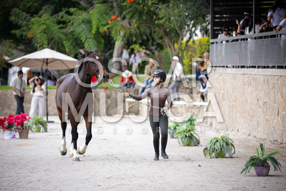 Foto de VET CHECK FEI
