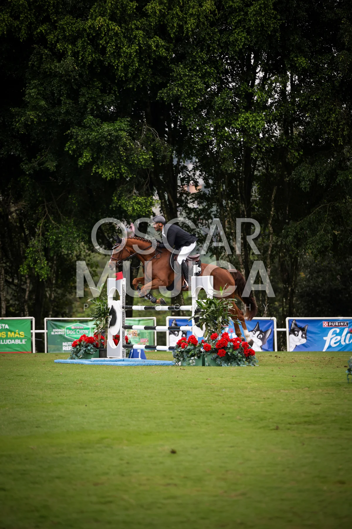 Foto de JULIO PONCE