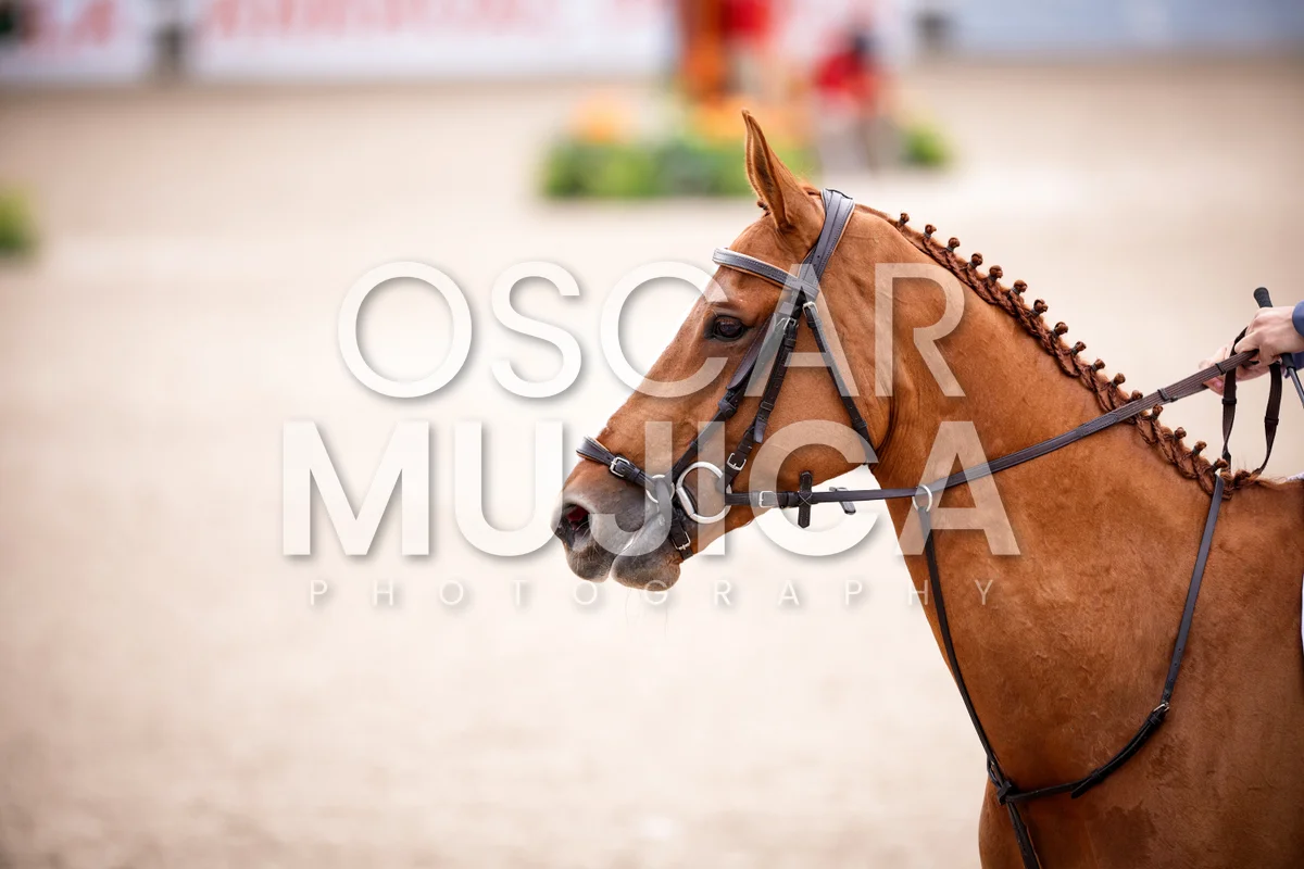 Foto de LUIS MANUEL SANTISTEBAN